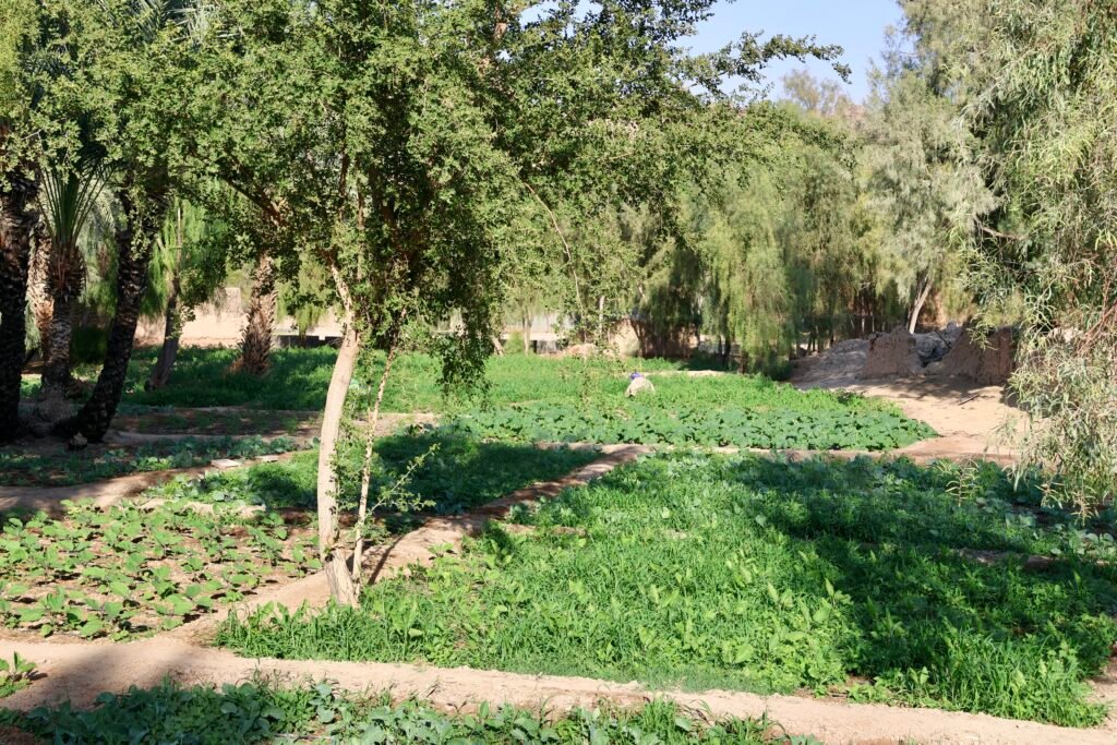 saoedi arabië 2025 11 08 (125)